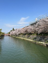#京都　#岡崎    ＃桜