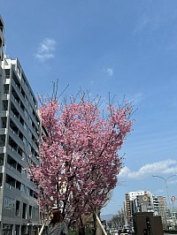 ＃京都桜
